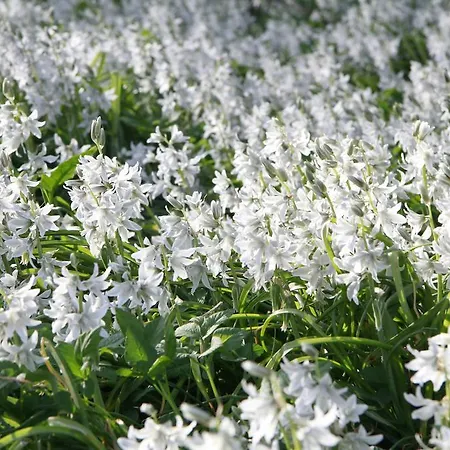 Vemmetofte Praestegard Bed and breakfast Faxe