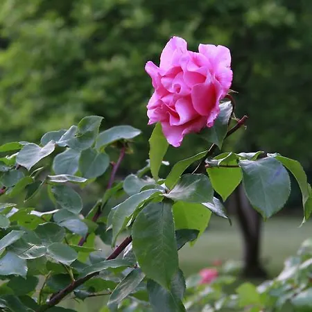 Vemmetofte Praestegard Faxe