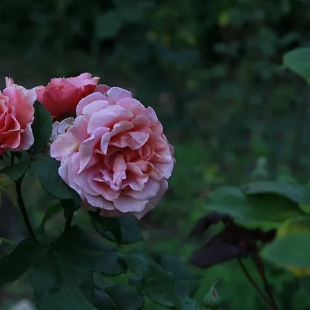 Bed and breakfast Vemmetofte Praestegard 3*