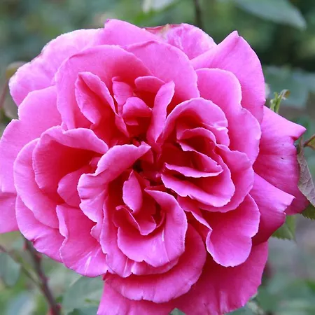 Bed and breakfast Vemmetofte Praestegard